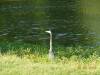 Blue_Heron_in_Nomahegan_Park.jpg