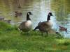 Canada_Geese_Posing.jpg