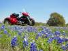 Texas_Bluebonnets1.jpg